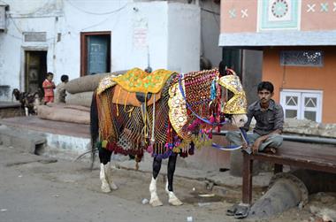05 Bikaner_DSC2780_b_H600